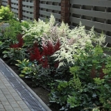 Astilba japanska: avalanche, montgomery i druge sorte